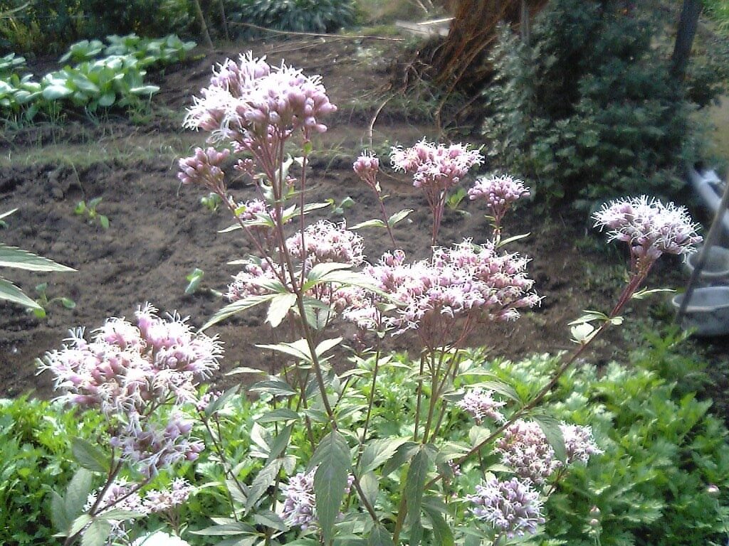 Eupatorium japonicum