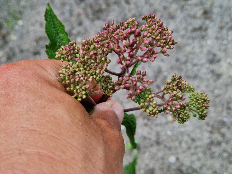Eupatorium purpureum (Gravel Root) — photo