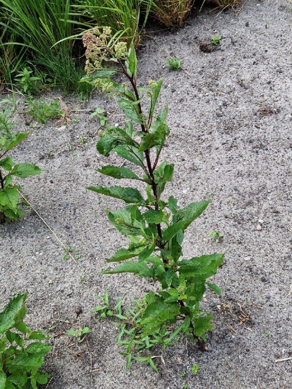 Eupatorium purpureum (Gravel Root) — photo