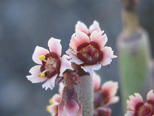 Euphorbia antisyphilitica (Candelilla) — photo