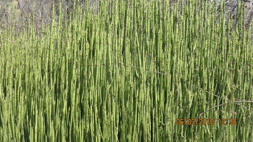 Euphorbia antisyphilitica (Candelilla) — photo