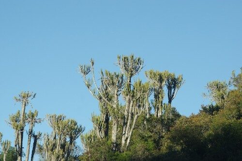 Euphorbia tetragona (Naboom) — photo