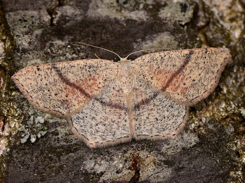 Euroschinus falcatus (Maiden's blush) — photo