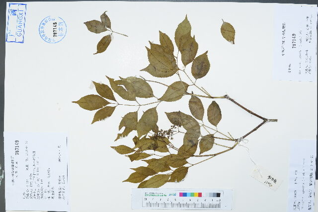 Euscaphis japonica - (Thunb.)Kanitz. — photo