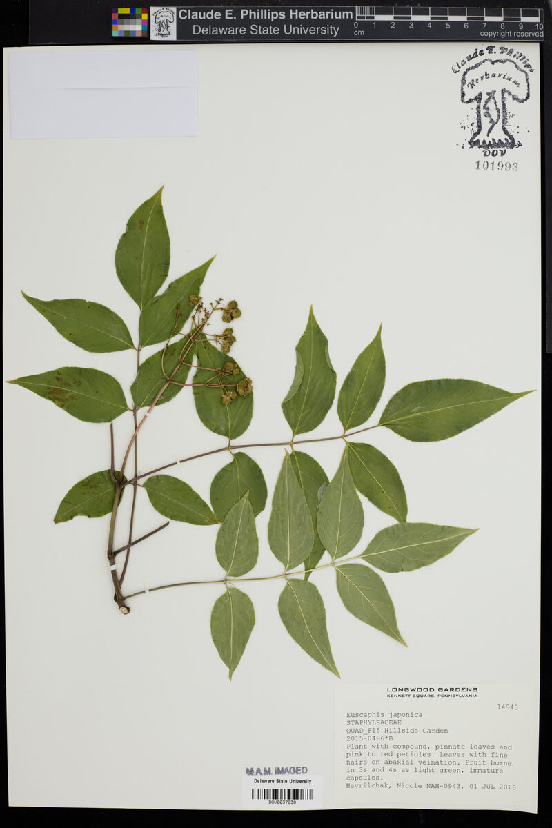 Euscaphis japonica - (Thunb.)Kanitz. — photo
