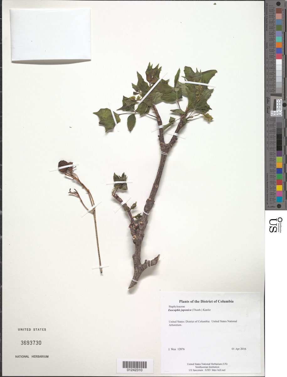 Euscaphis japonica - (Thunb.)Kanitz.
