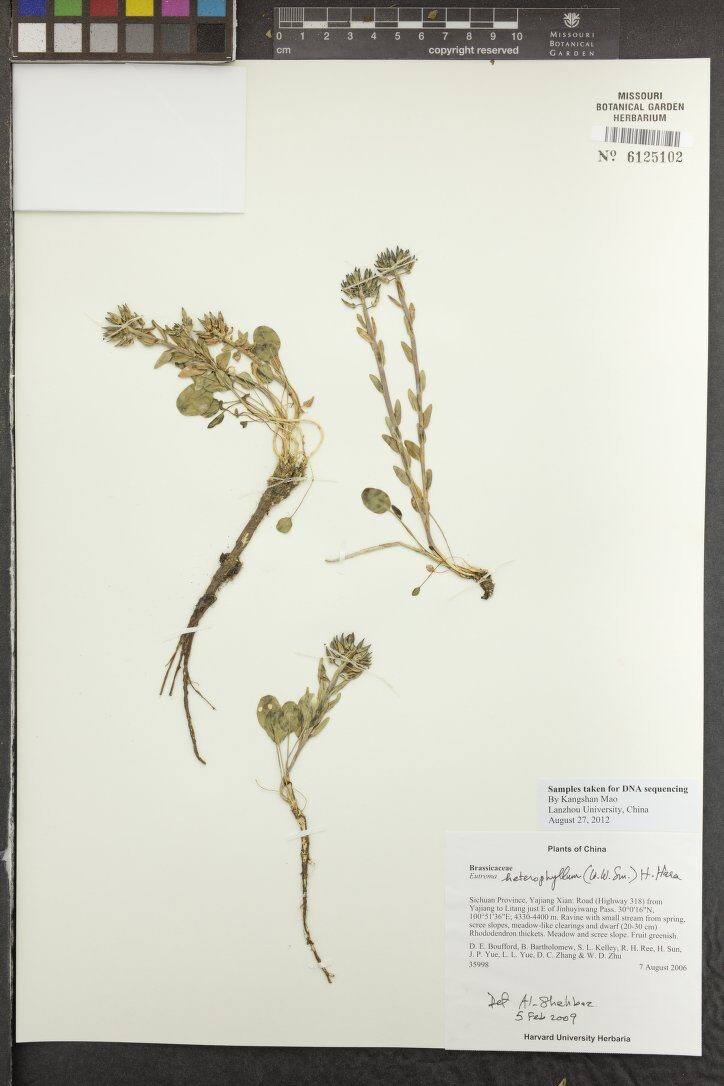 Eutrema heterophyllum — photo