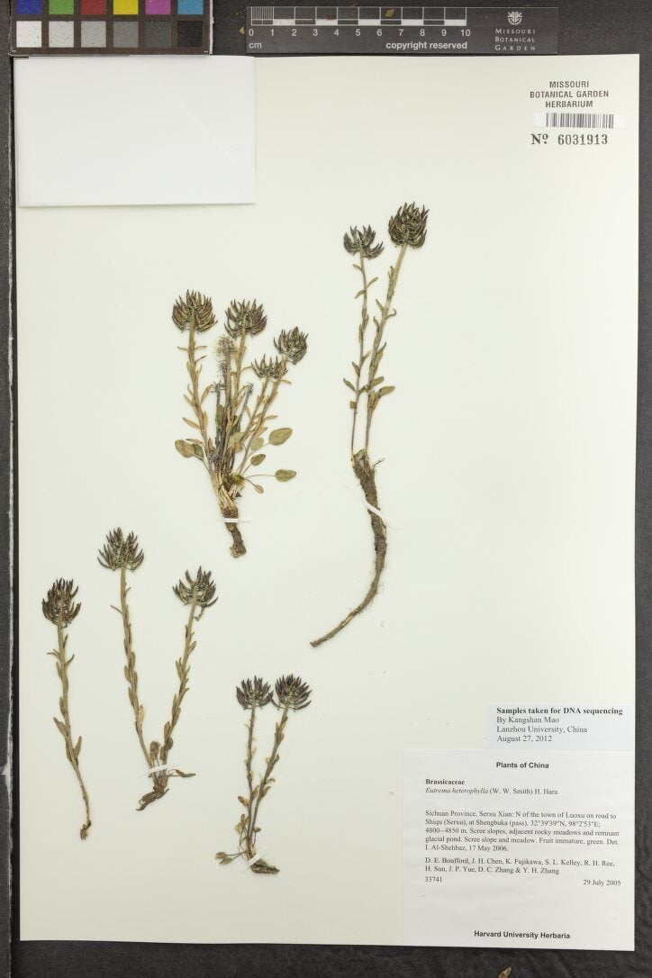 Eutrema heterophyllum — photo