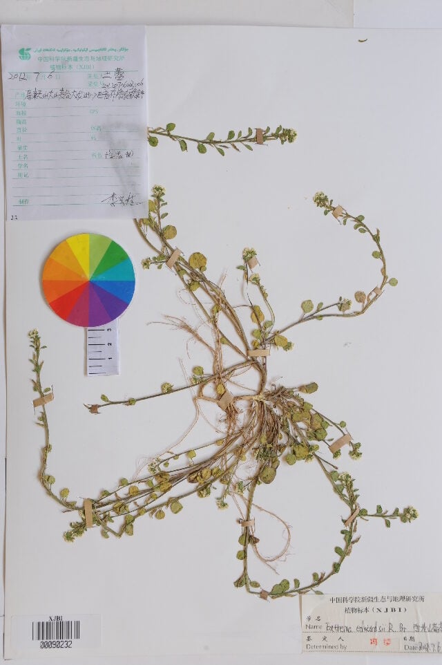 Eutrema heterophyllum