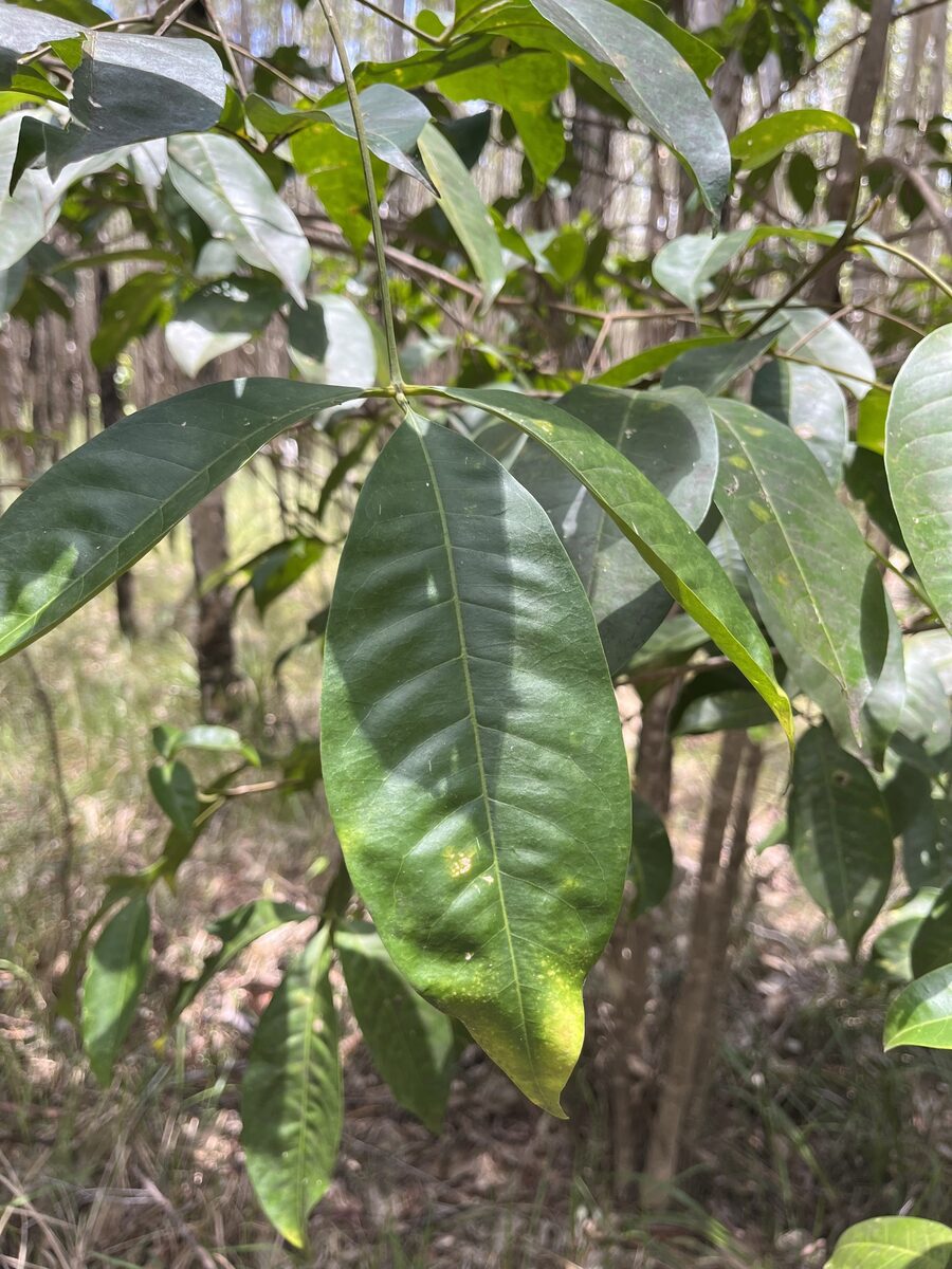 Evodia lucida — photo
