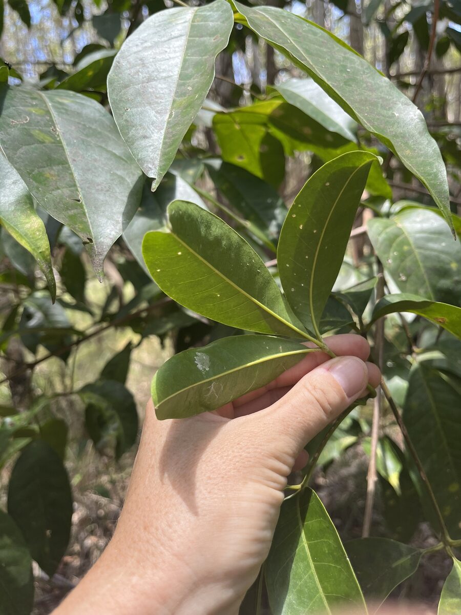 Evodia lucida — photo