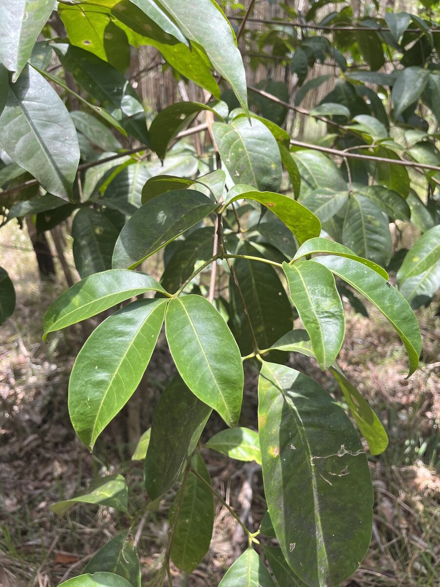 Evodia lucida