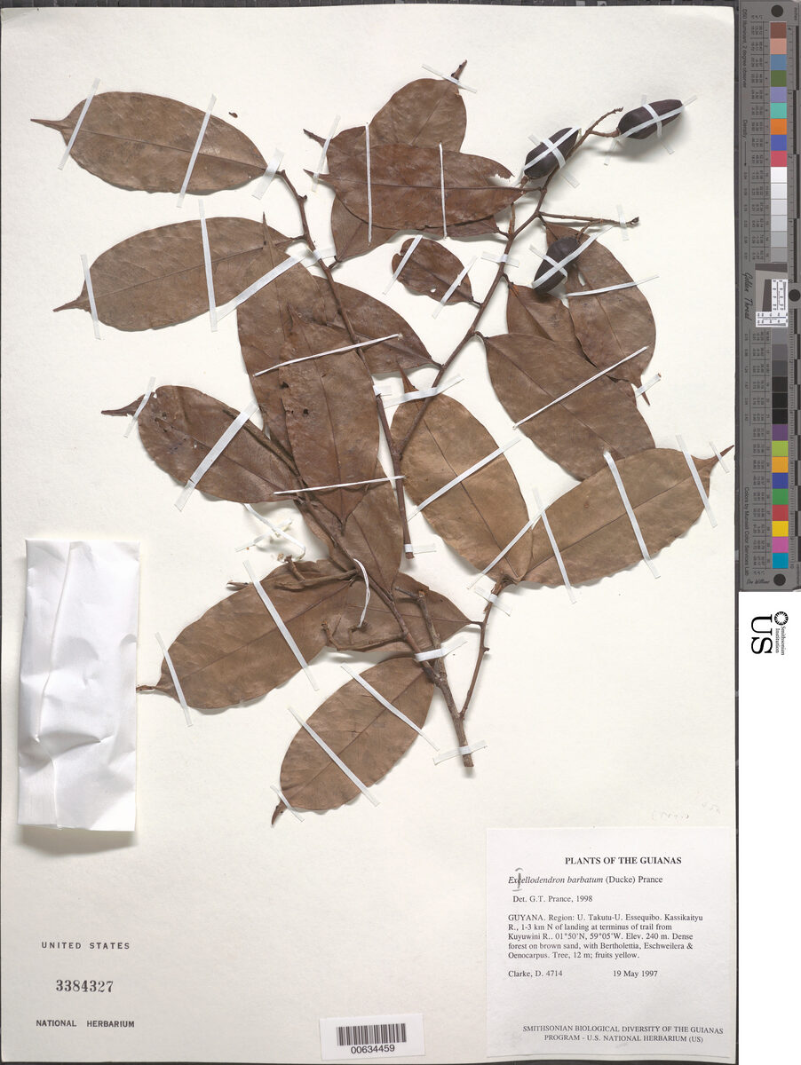 Exellodendron barbatum — photo