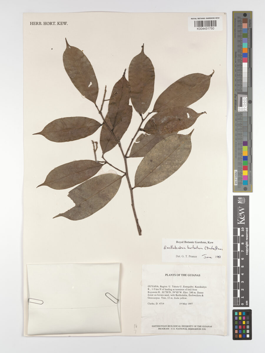 Exellodendron barbatum — photo