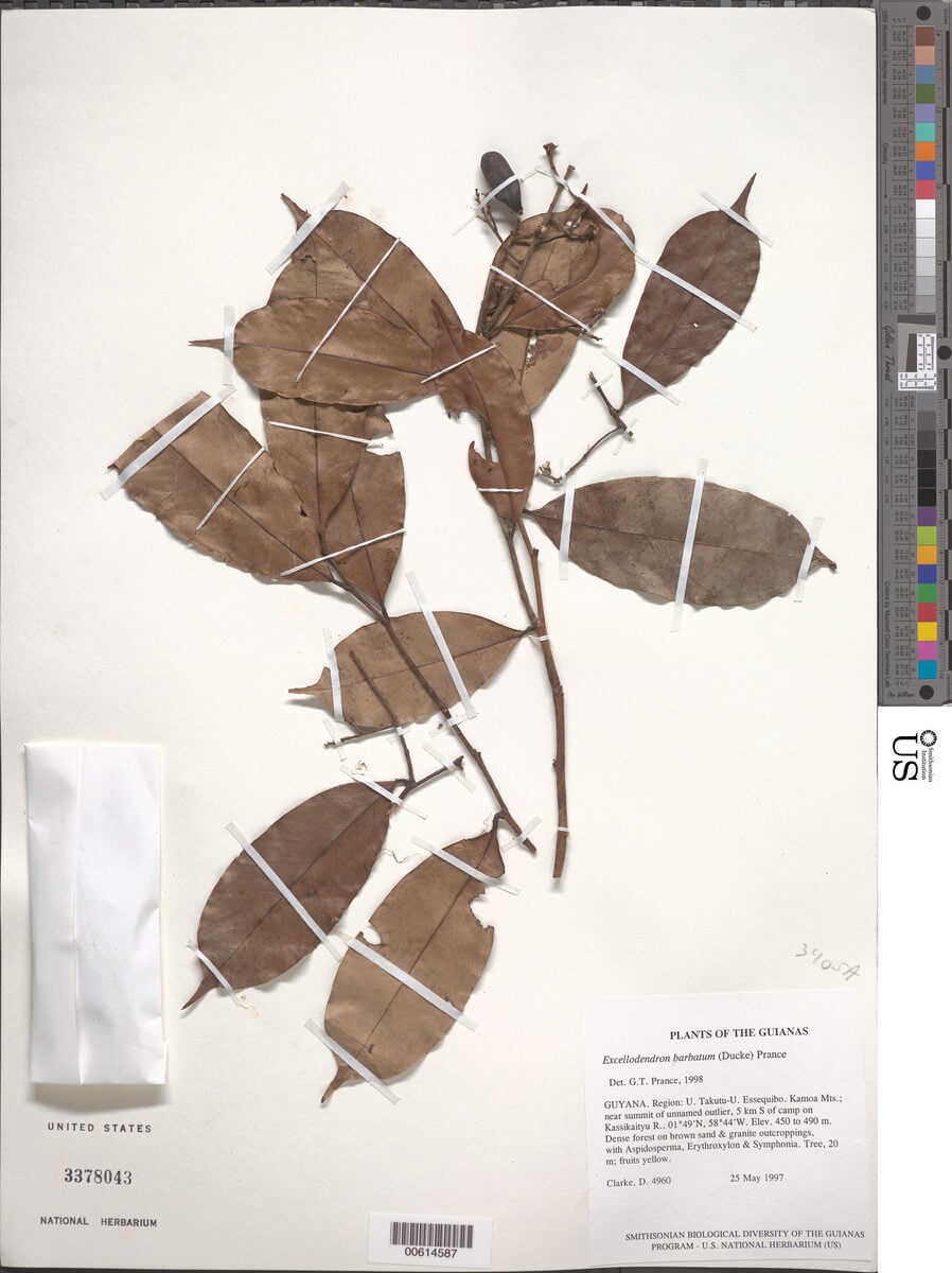 Exellodendron barbatum