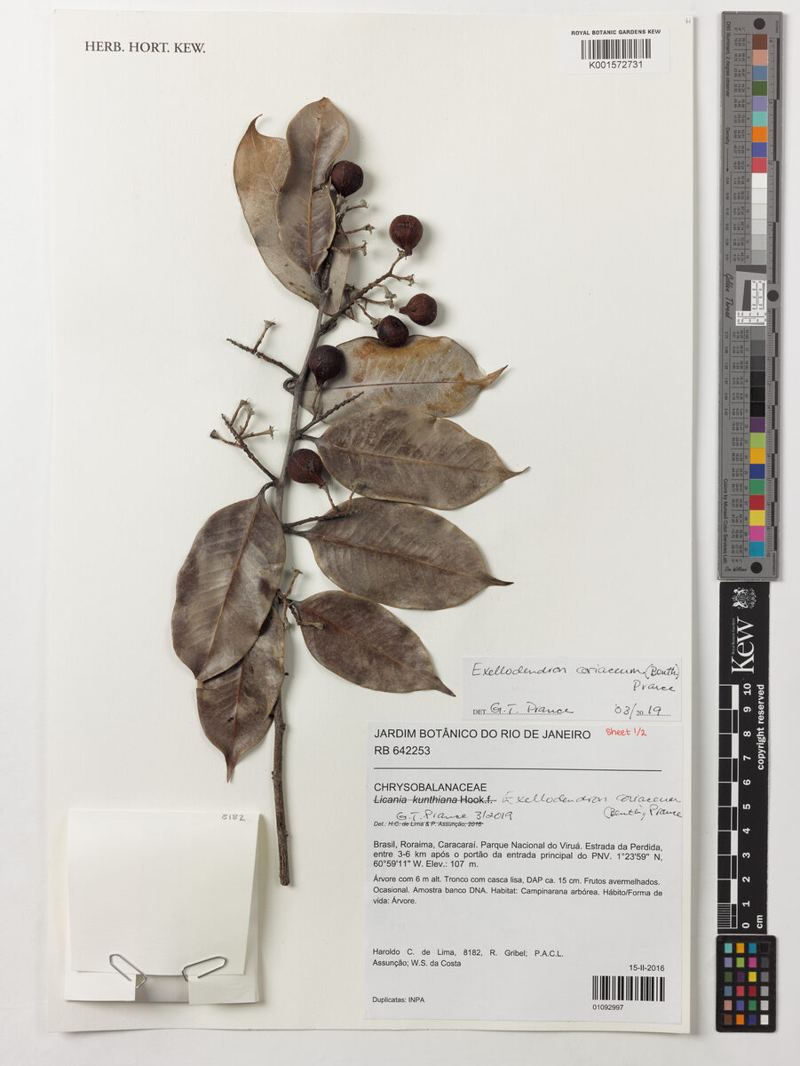 Exellodendron coriaceum (Catanharana) — photo