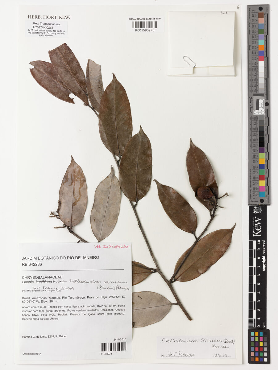 Exellodendron coriaceum (Catanharana) — photo