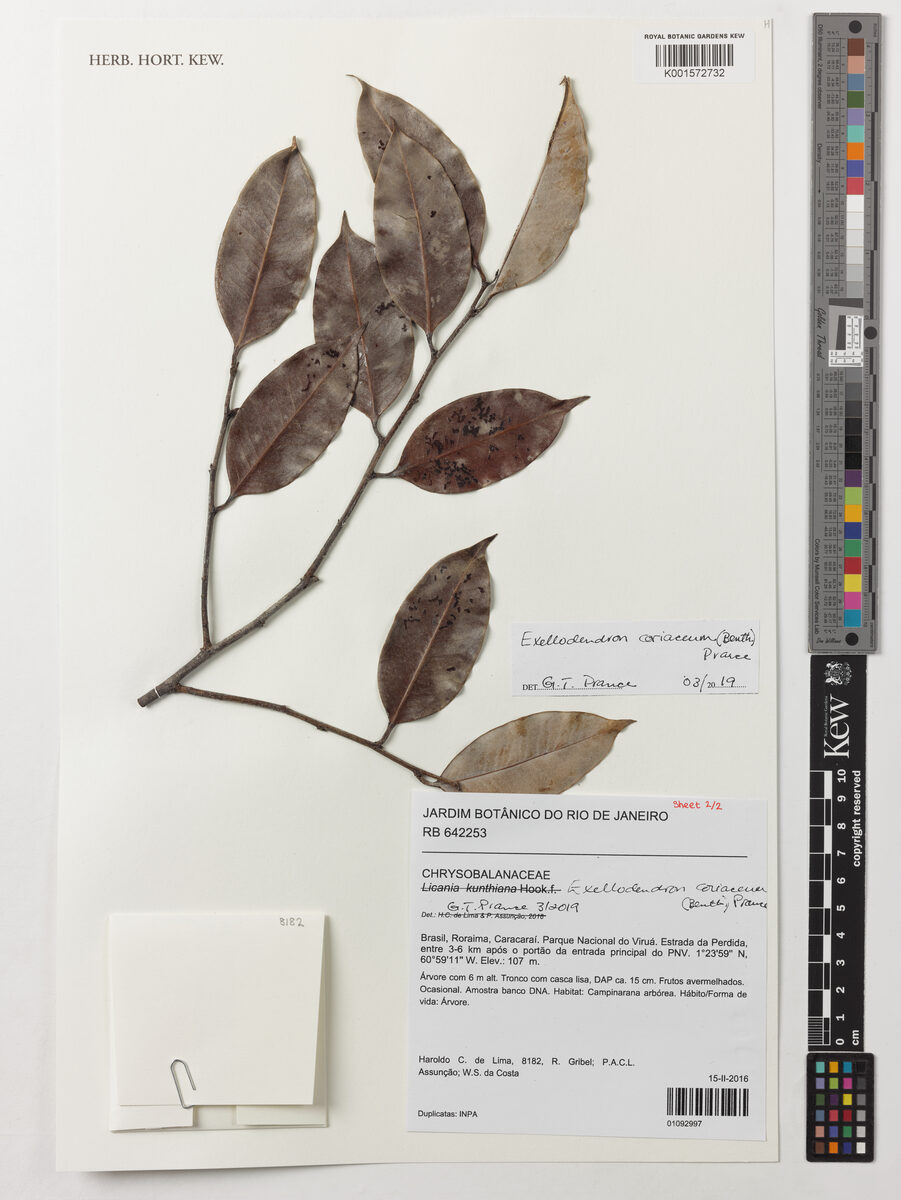 Exellodendron coriaceum