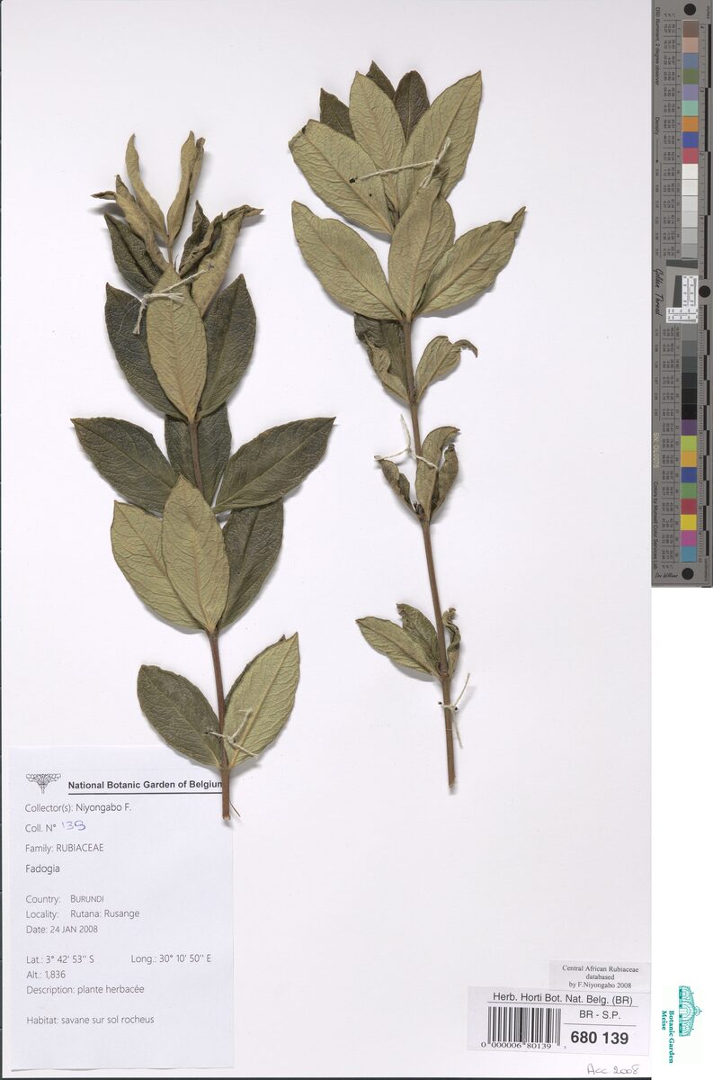 Fadogia elskensii — photo
