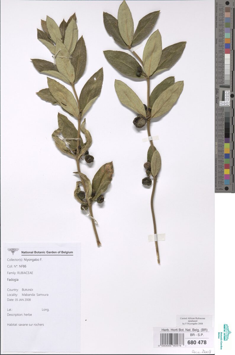 Fadogia elskensii — photo