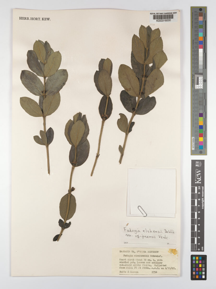 Fadogia elskensii var. ufipaensis — photo