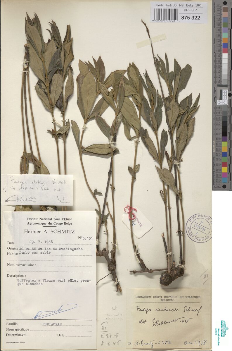 Fadogia elskensii var. ufipaensis — photo