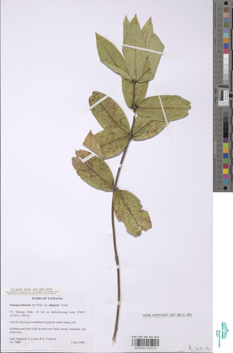 Fadogia elskensii var. ufipaensis
