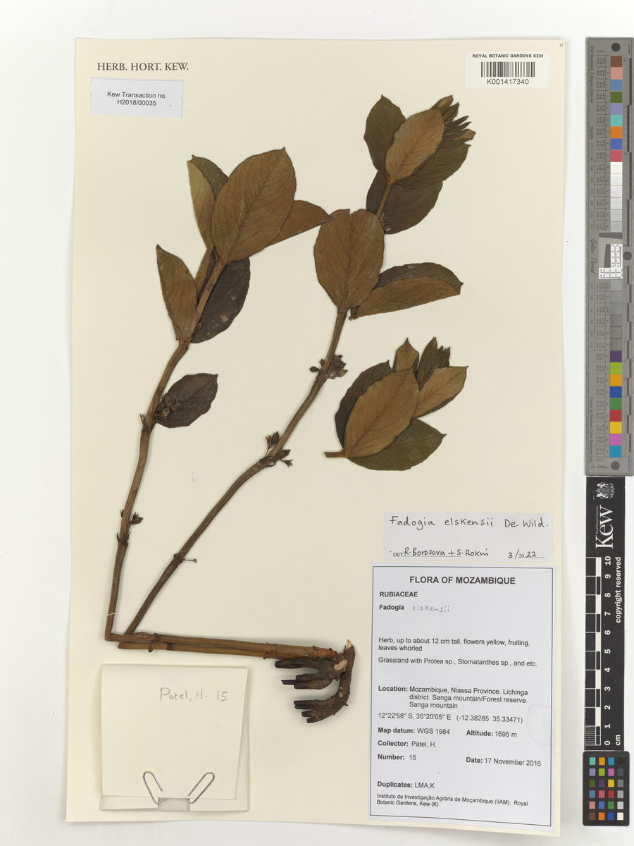 Fadogia elskensii