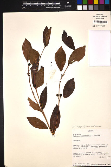 Fadogia glaberrima