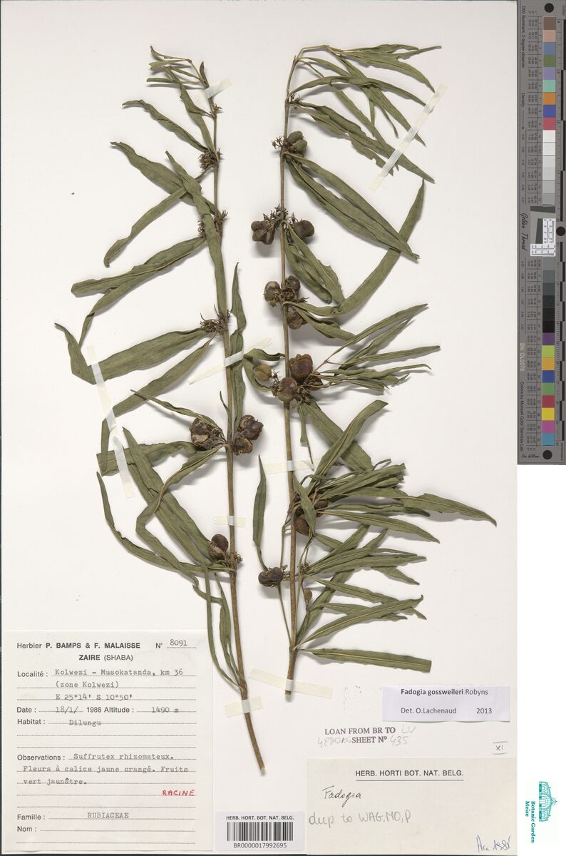 Fadogia glaberrima — photo