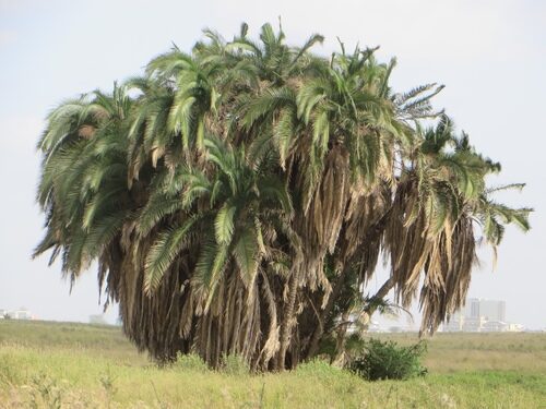 Fadogia homblei (Wild date) — photo