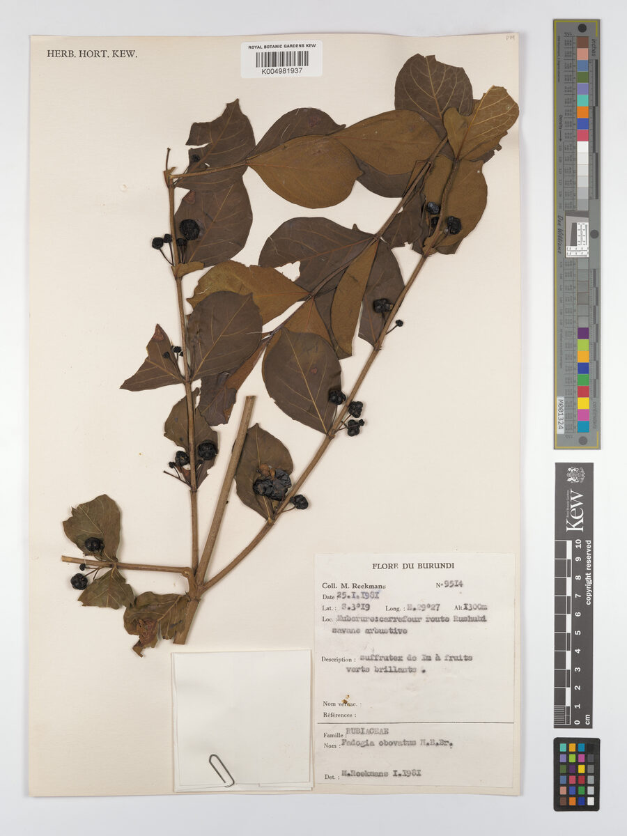 Fadogia obovata — photo