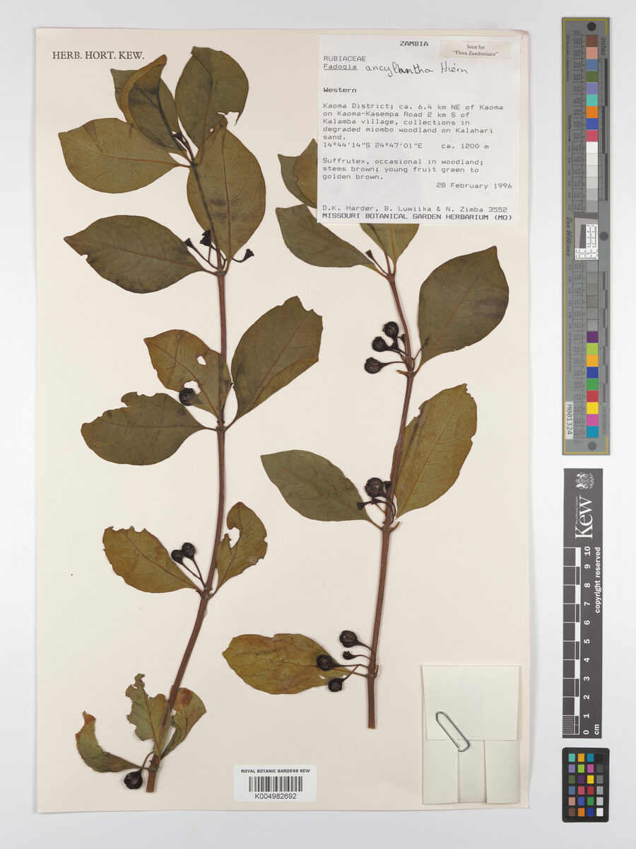 Fadogia obovata