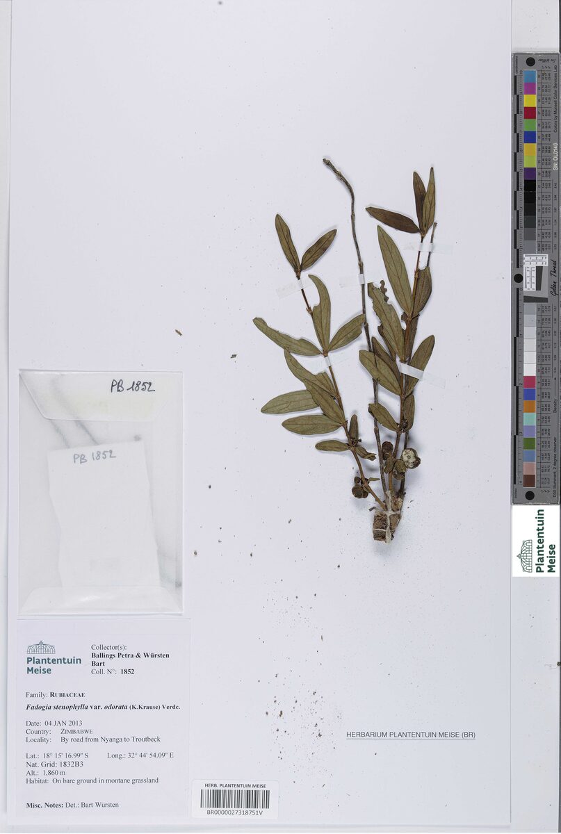 Fadogia stenophylla subsp. odorata — photo