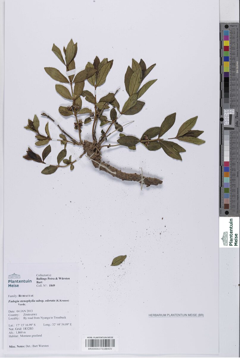 Fadogia stenophylla subsp. odorata — photo
