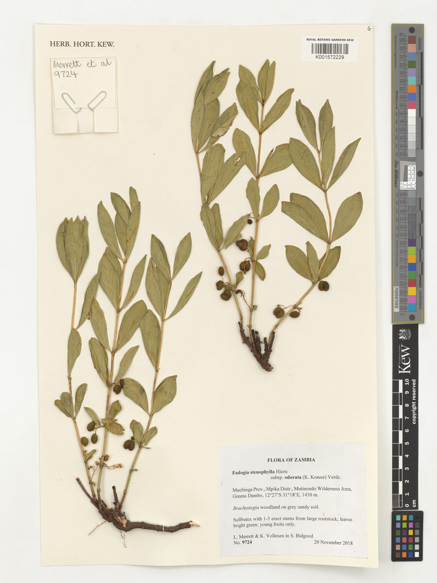 Fadogia stenophylla subsp. odorata