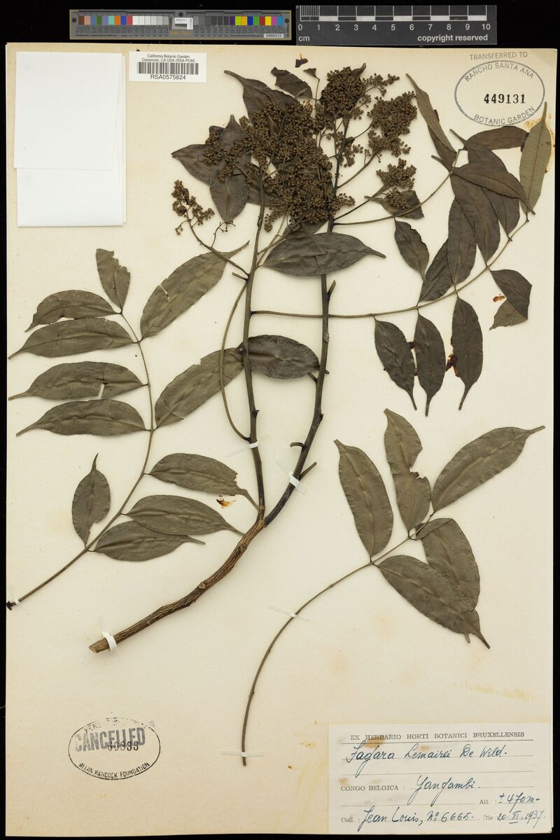 Fagara lemairei — photo
