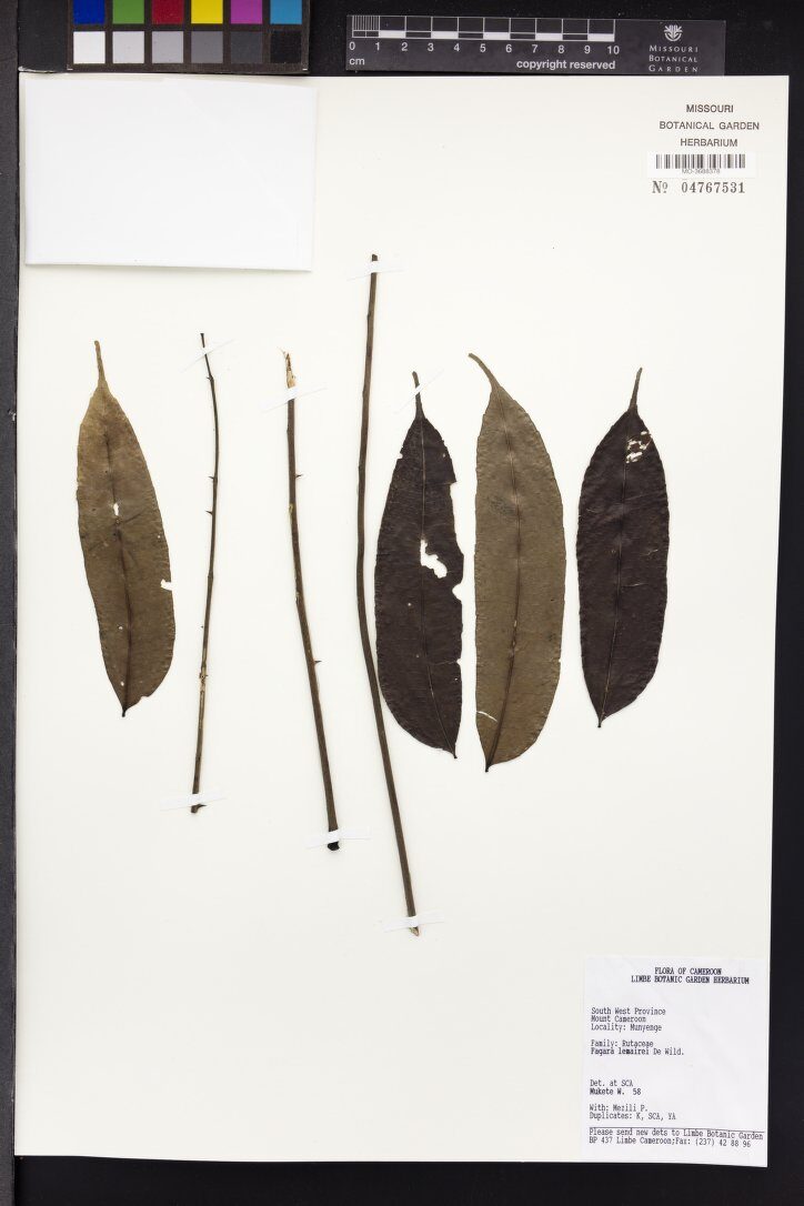 Fagara lemairei — photo