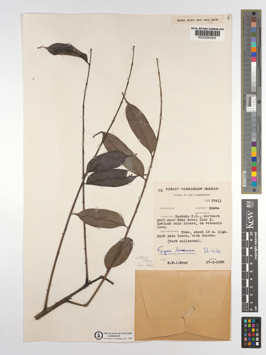 Fagara lemairei