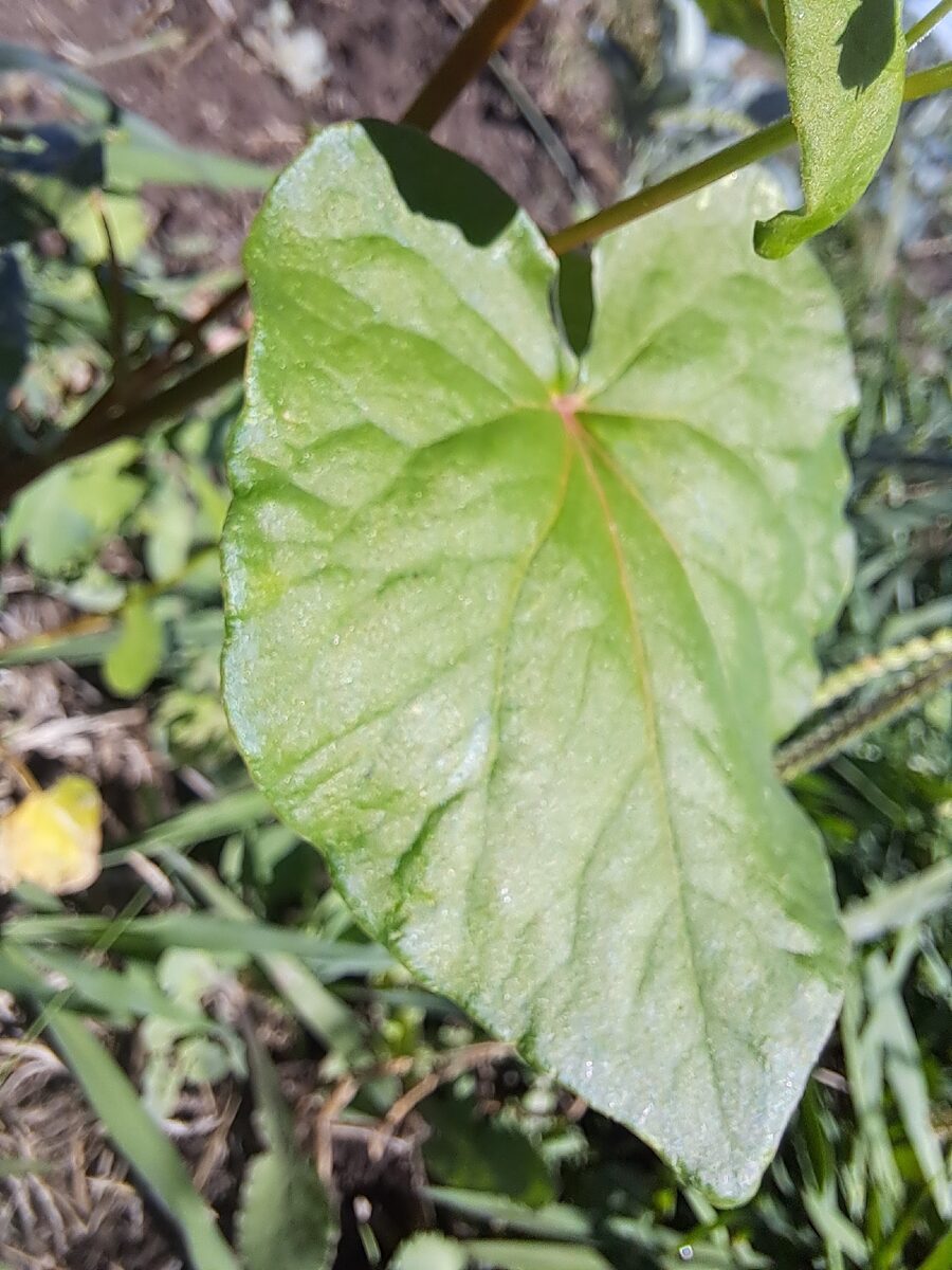 Fagopyrum spp. (Perennial Buckwheat) — photo