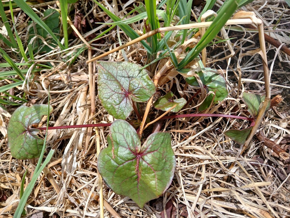 Fagopyrum spp.