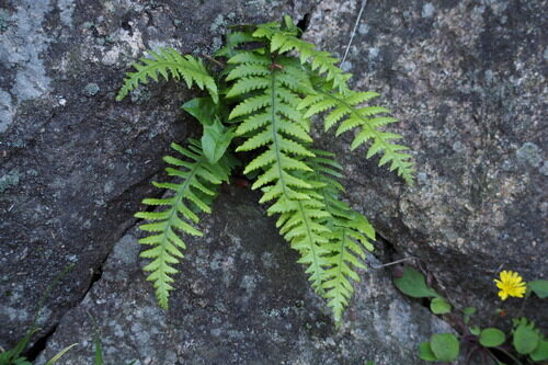 Fagus crenata (Japanese beech) — photo