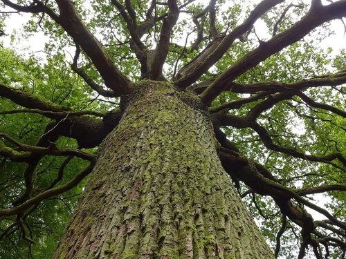 Fagus sylvatica (Beech) — photo