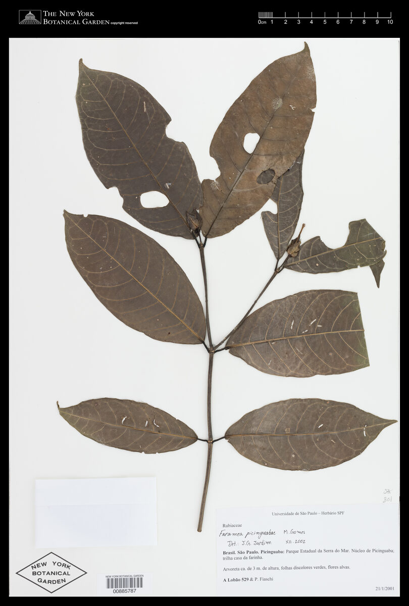 Faramea picinguabae (Picinguaba) — photo