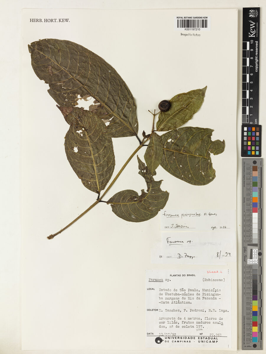 Faramea picinguabae (Picinguaba) — photo