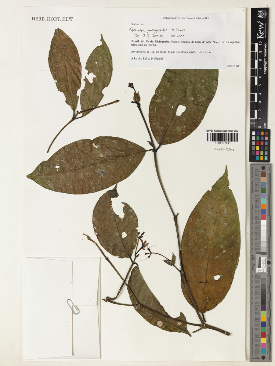 Faramea picinguabae