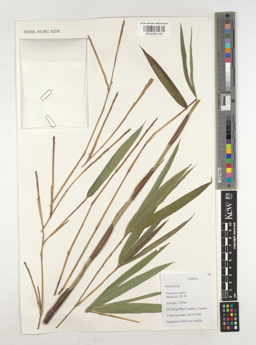 Fargesia edulis (Kong xin jian zhu) — photo