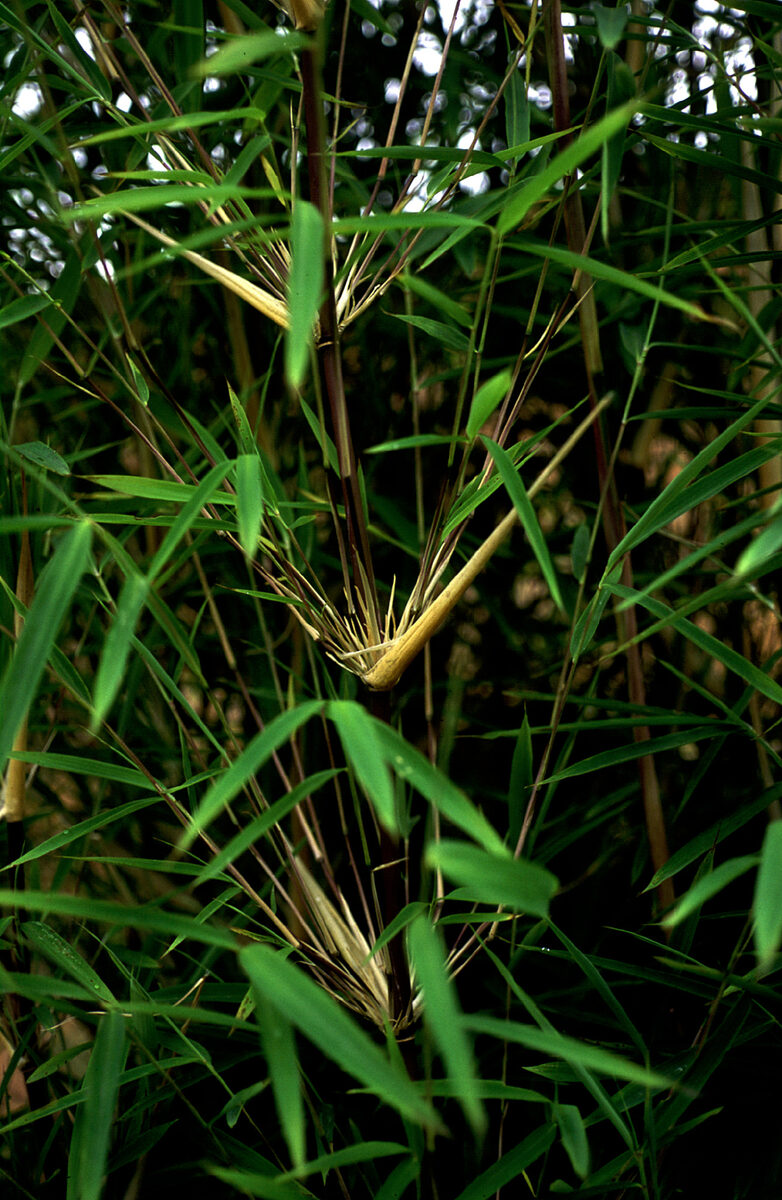 Fargesia fungosa (Mian hua zhu) — photo