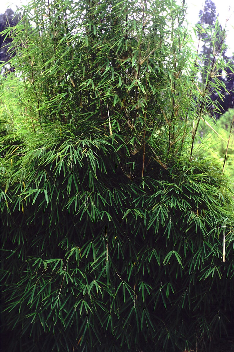 Fargesia fungosa