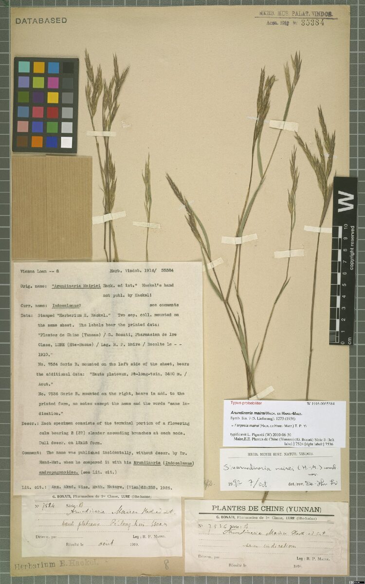 Fargesia mairei (Da yao jian zhu) — photo